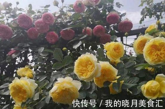 笋芽|同样给月季压枝，邻居的长出5根大笋芽，我的却一个不长，咋回事