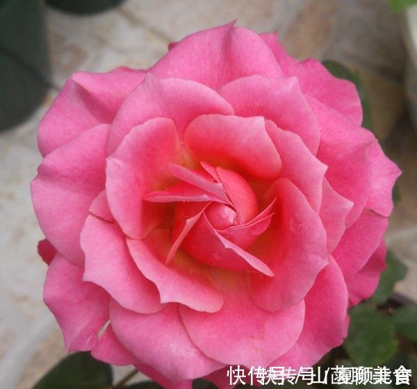 3款很漂亮的盆栽花卉，花朵漂亮，养护简单，周年开花，值得入手