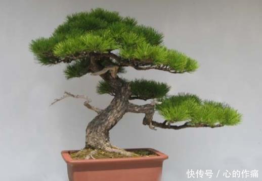 松树类盆景如何提高成活率