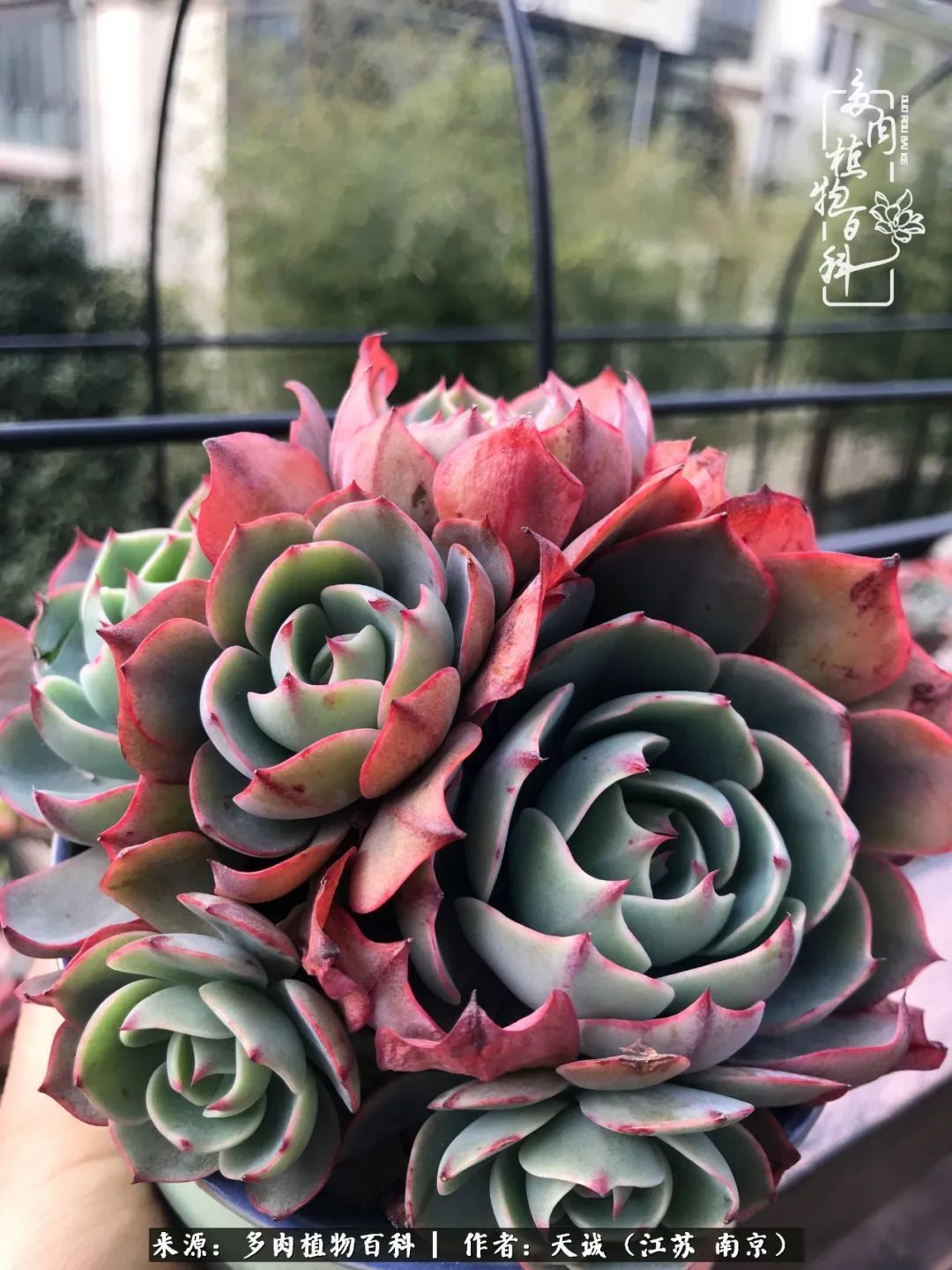 又到多肉最美季,用心去发现身边的美好!