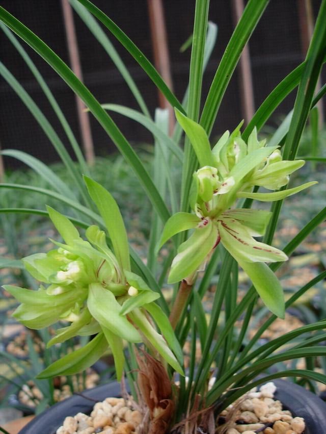 此兰花，是国兰“第一奇花”，花苞又大又香，深受“老花匠”追捧