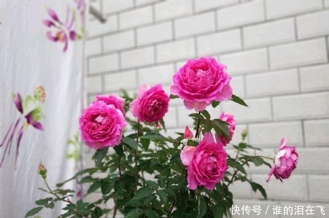 月季花|八种以“香”闻名的月季花,花开一朵,满屋子香气,养护也简单!