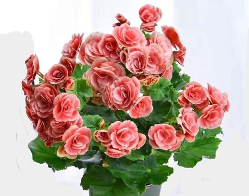  冬天|五种花冬天真的太难养，一般环境达不到，建议还是不养得好