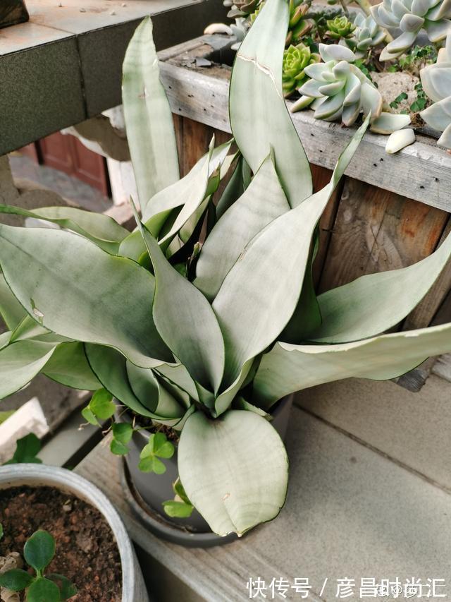 3种花要“穷养”，塞进小盆少浇水，长得格外好