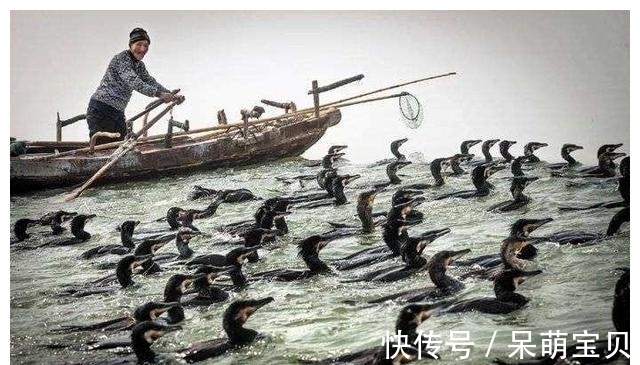 鸬鹚的“悲哀”！巨嘴能生吞3斤大鱼，却不知道鱼的味道