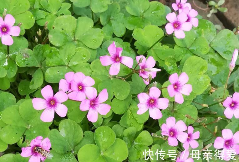 简单又好养的3种花卉,其中一种被毛爷爷赞赏