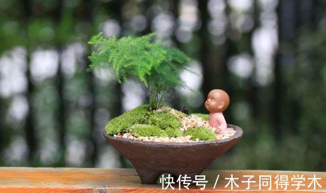 阳台上|盆栽养文竹,靠抓住这4点促生长,保管植株不黄叶烂根
