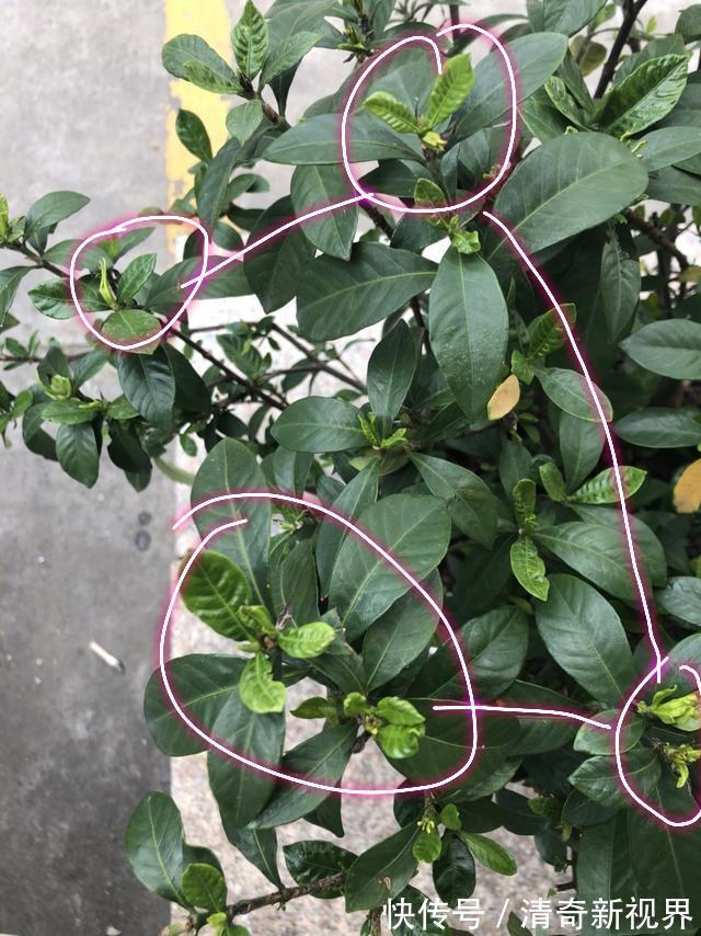 叶片|栀子花到七月了还不开花怎么办4个催花技巧，迟来的花有惊喜