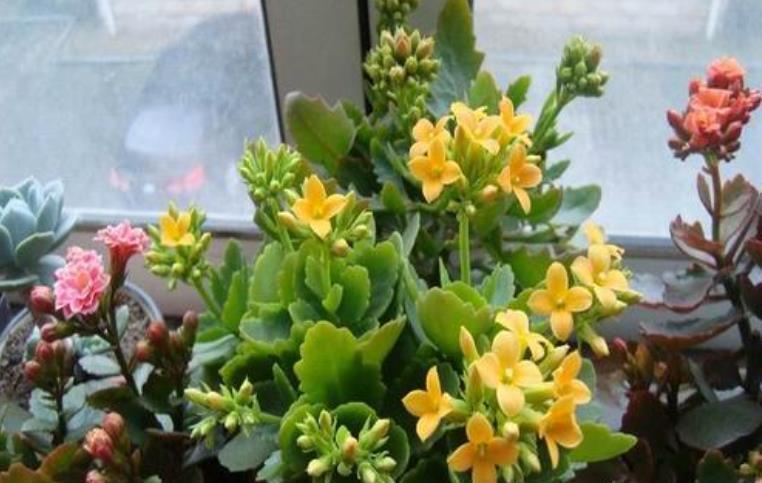 光照|长寿花想继续开花,3件事情不能做,否则只长叶,很难再次开花!