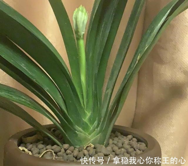 君子兰“度夏”很关键,记住“1要、2不要”,十月睡醒就疯长!