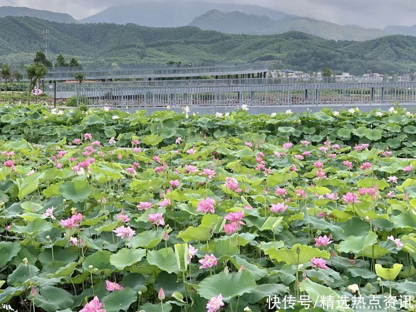 荷花|广西贵港：千亩荷花竞相绽放