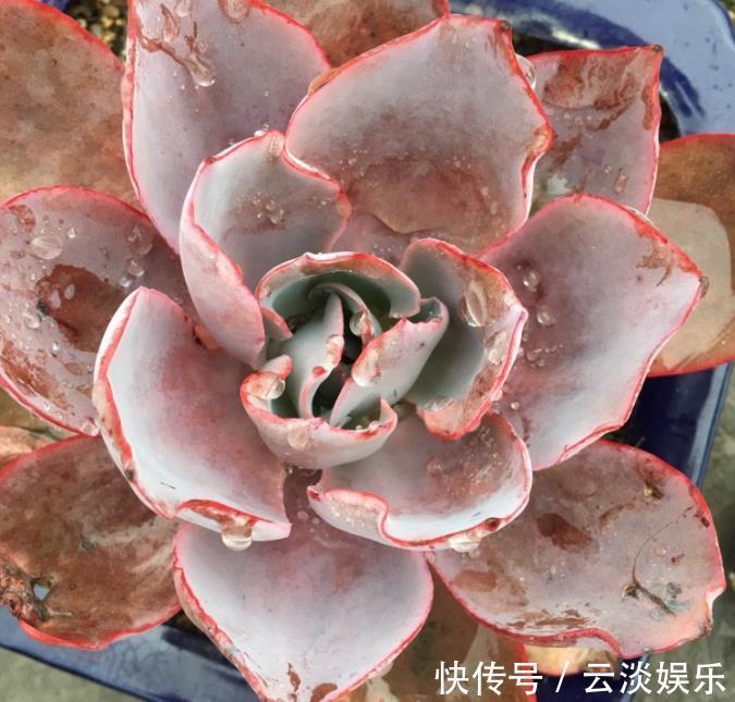 光照|多肉植物叶插发芽后该如何养护浇水要注意,让根系更强健