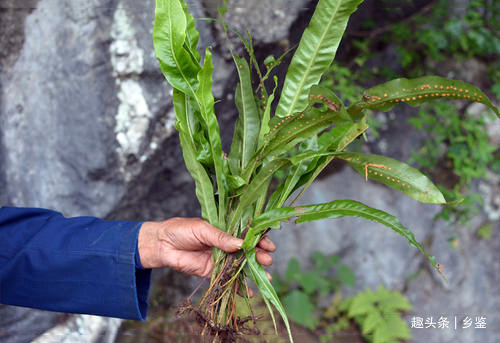 镰刀草|农村这种野草,形似镰刀叶背长出“金珠”却作用大,遇见了多留意