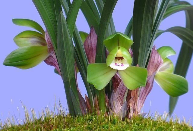 兰花|阳台养兰花,上盆做好5步骤,兰花发芽长得壮,年年开花香