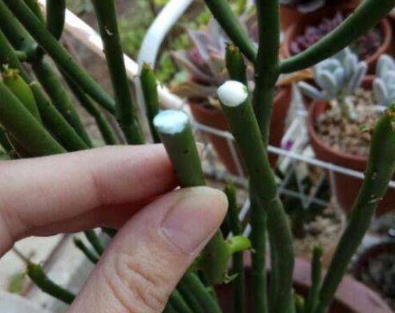 超哥|不管养啥多肉,拖出来“剪一刀”,叶片肥又亮,呼呼“肥3圈”