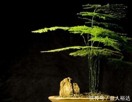 盆景|厨房里的“小东西”，拿来养文竹，比绿萝长得快，分分钟成盆景