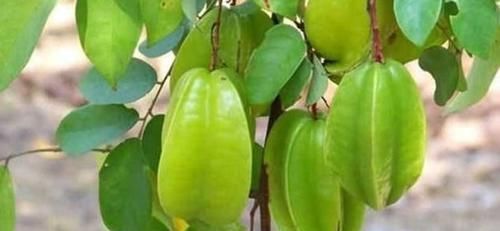 肚子|女性不想肚子鼓鼓,推荐常食以下食物,排毒,排湿气,刮油瘦身!