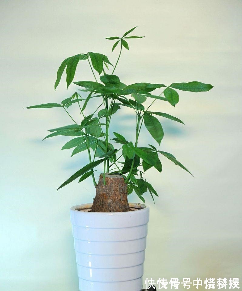 客厅摆放的4种绿植，不仅四季常青，还高贵典雅，品位不俗