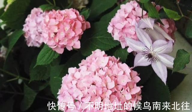 阳台变花园,8种花现在养,半个月就爆满阳台,长的飞快花也多