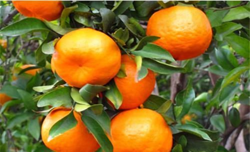 爱美女性多吃三种食物，排毒养颜，延缓衰老，早吃早好！