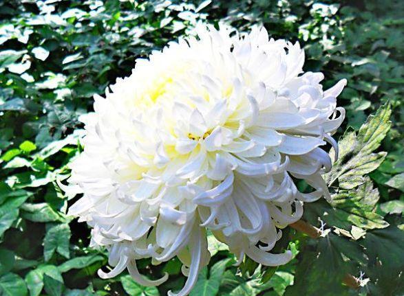 喜欢菊花，不如养盆“珍稀名菊”白弥勒，花型丰满，富贵华美