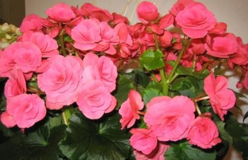 黄豆加上这2样“泡泡”浇花，可让植物根壮叶绿枝茂