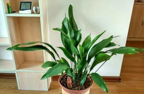 竹芋竹芋|天凉了,室内养上几种花,耐阴又好养,随便养养越长越美!