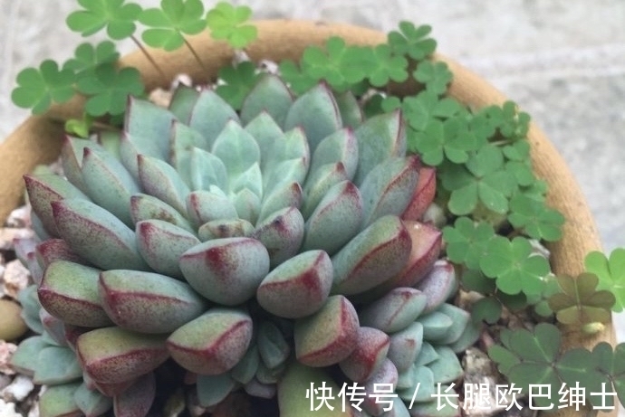 养护|多肉红宝石和蓝宝石,名字很相近差别却很大,都很漂亮值得入手