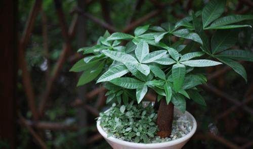 观赏性|5种苍古娇健的植物盆景,造型独特,观赏性高,摆在家里深受喜爱