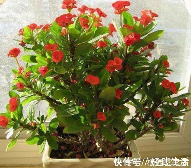 叶片|花期最长的“4种花”，一开就是300多天，财运爆发，事业风生水起