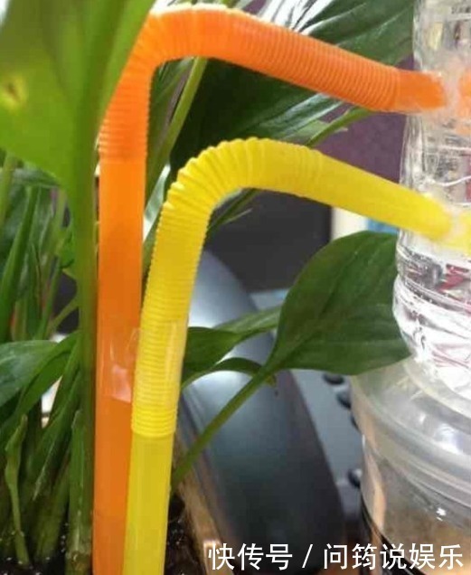 这些矿泉水瓶不要扔,它还能变身自动浇花器,一年省下不少钱!