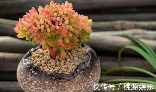 多肉没状态,三动作“虐一虐”,催出缀化感,养成老桩值上万块