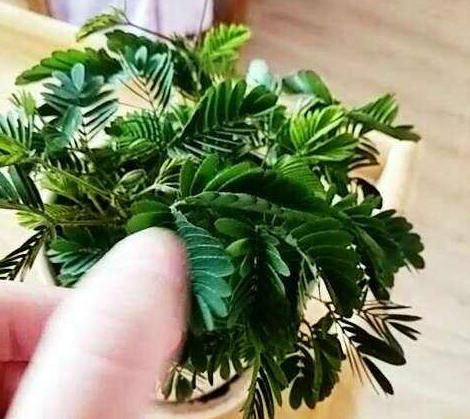 “含羞草”不害羞,是“3大因素”影响的,不懂的人快了解一下