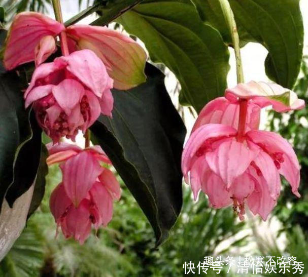 档次|聪明人都养几种花,养在客厅上档次,还杀菌又消毒,特别好!