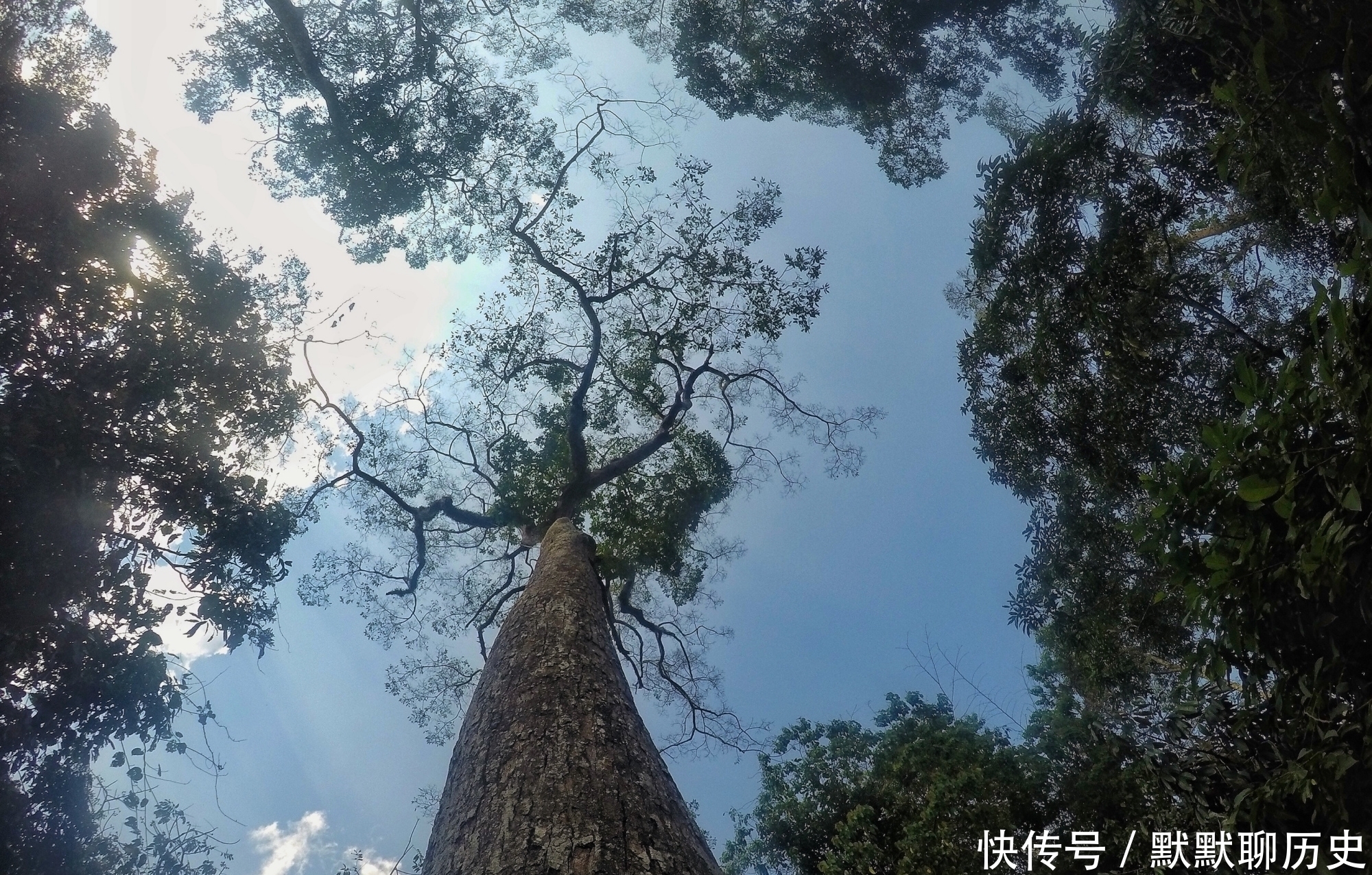 中国唯一被世界公认的热带雨林，为何是游客抬头看风景最多的地方