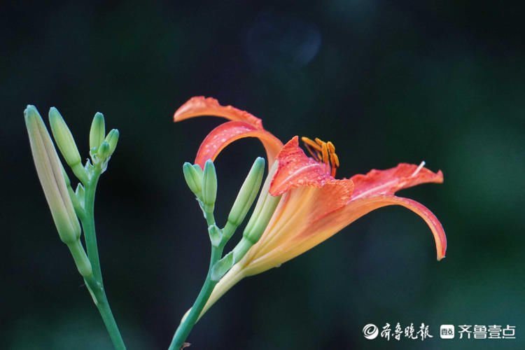 萱草|花开齐鲁娇美俏丽！济南大明湖夏日萱草盛开，很美有木有？