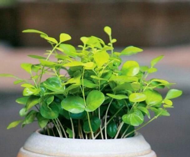 厨房里的1种调味剂,给花喝一勺,啥花都疯长,连施肥都省了