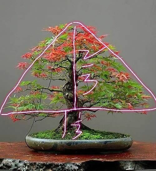 养护的红枫盆景桩头太高了怎么矮化红枫盆景控制高度的方法