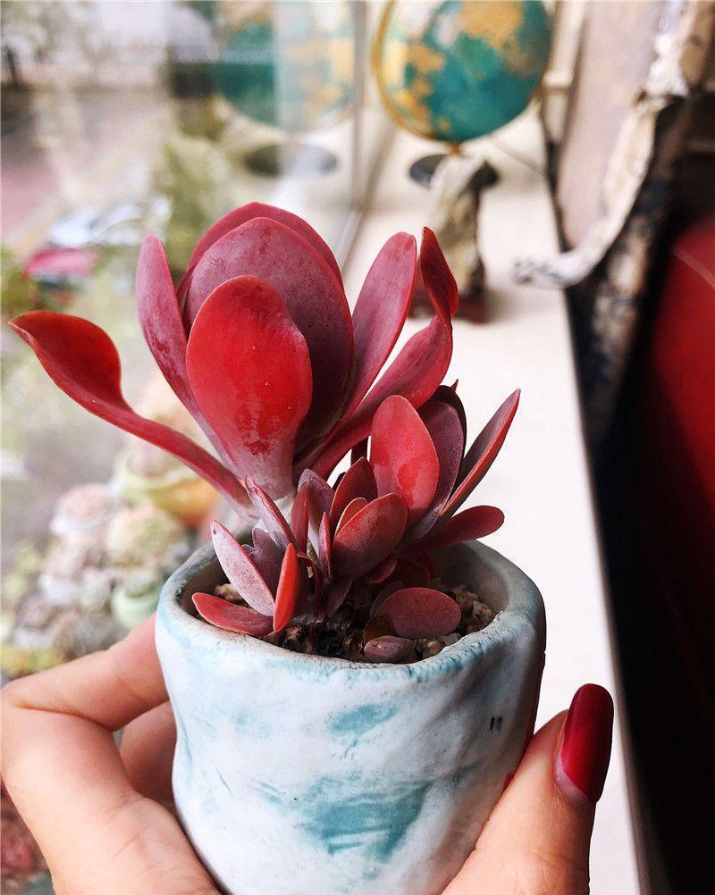 多肉控养方法,2周肉乎乎,长得很快