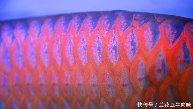 涨姿势 · 龙鱼: 你嫌我丑给我各种整容, 还指望我给你转运? ?