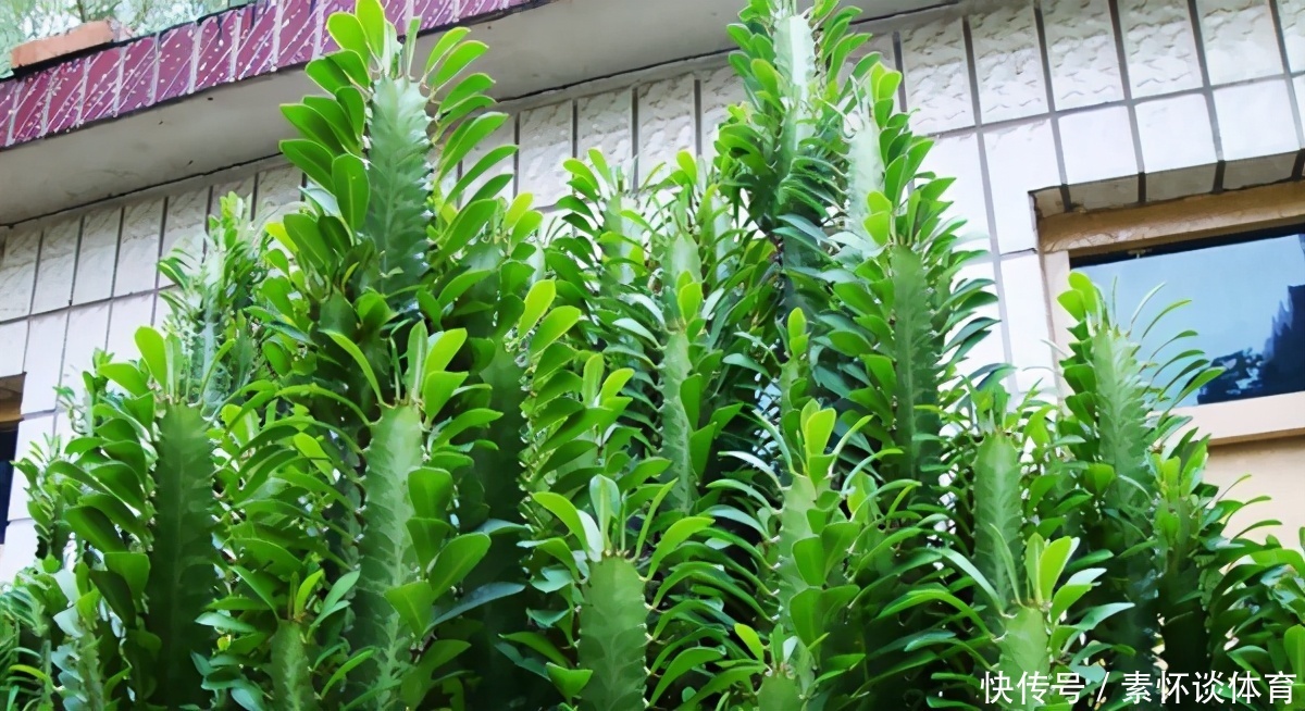 辟邪|镇宅辟邪的风水植物:龙骨,盆栽做到这些,个头猛窜、开花漂亮