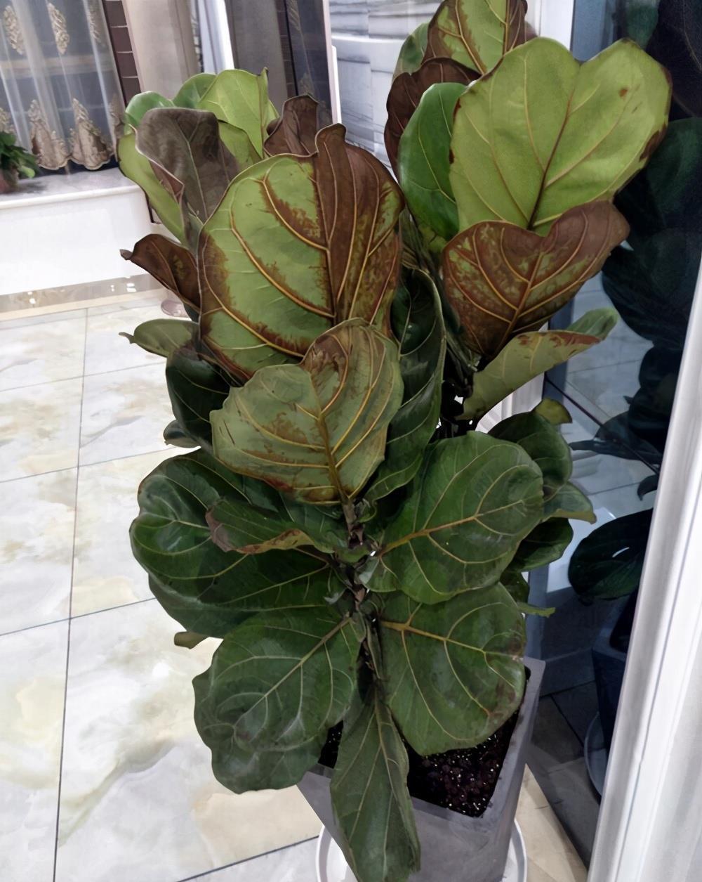 修剪|琴叶榕修剪有诀窍,枝繁叶茂,几步就可以了