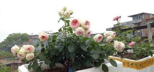  开花|月季花冒新芽能修剪吗？聪明人这种苗都不留，分枝多花量翻倍！