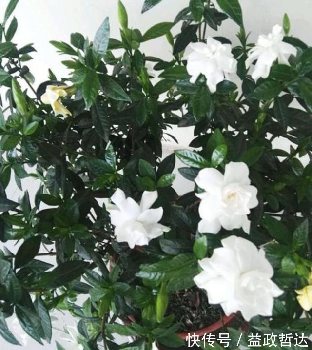 玫瑰|家养此款花卉,美如玫瑰,仙气十足,四季花开不停,阳台变花海