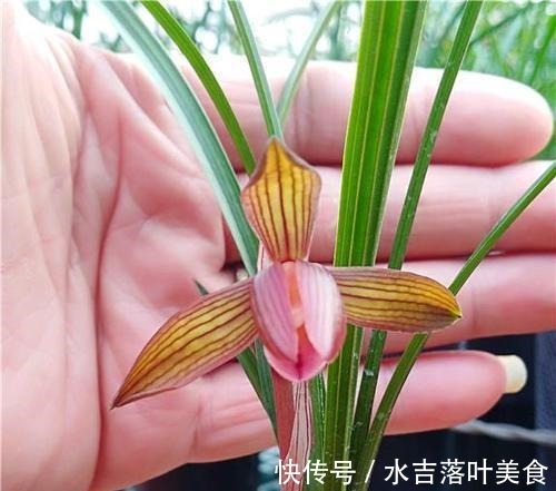 这款兰花，是“老花匠”的最爱，香味馥郁，越看越觉得美！