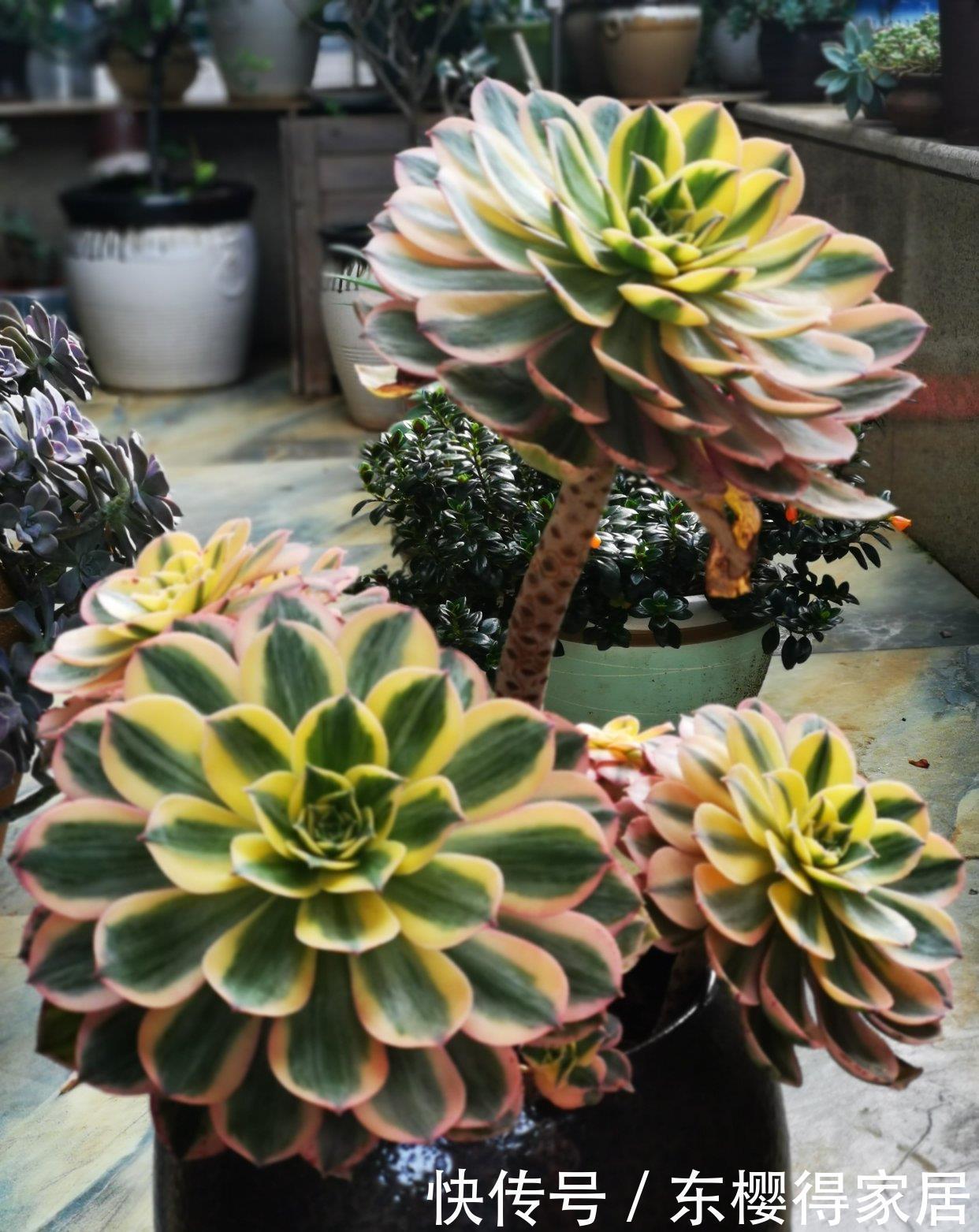 施肥|想要法师不徒长,关键在用水,叶片紧凑颜色艳,40℃也生机勃勃