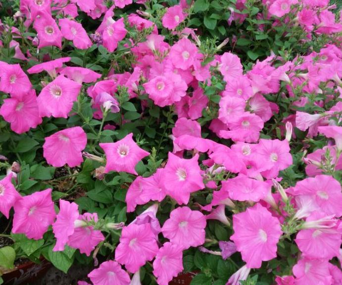 一种可以开一整年的花卉盆栽,你有了解过嘛