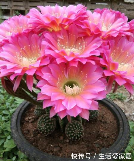 公认的3种懒人花,生性强健颜值高,随便一养开爆花,适合新手