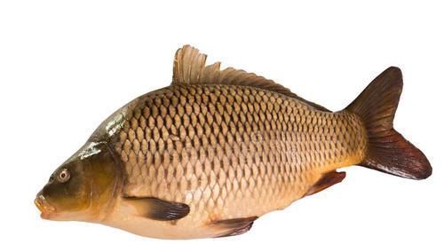 小孩子|鱼刺卡喉喝醋就是好的?用这法子解决,让鱼刺自己“跑”出来!