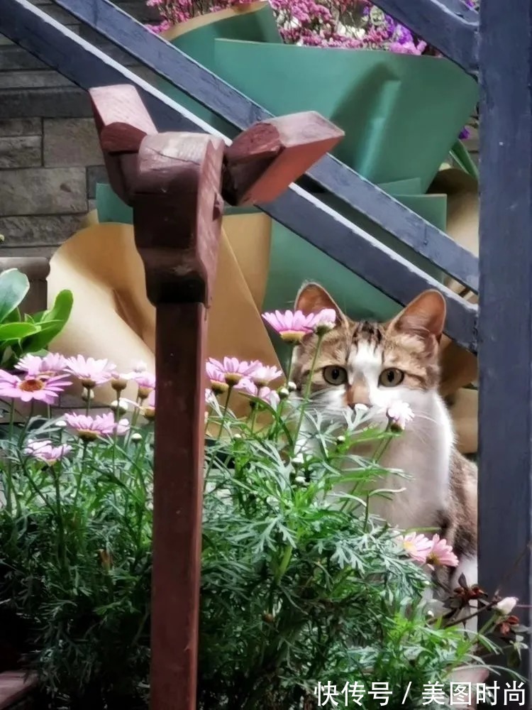 薇月|四年前,接手了朋友带120㎡院子的房子,打造成花园后朋友羡慕了